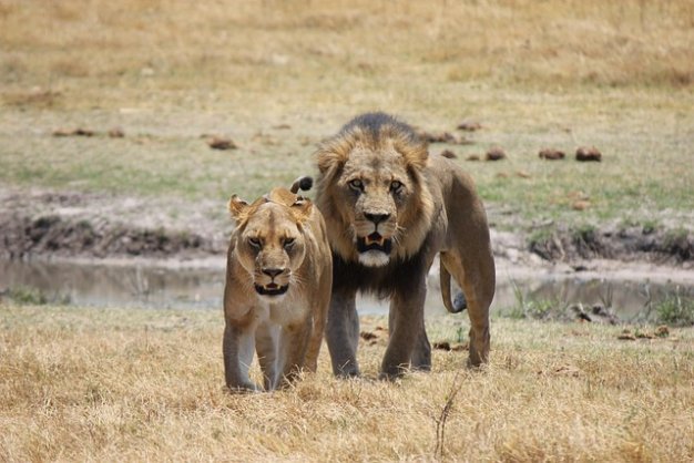 The Complete East Africa Safari & Zanzibar